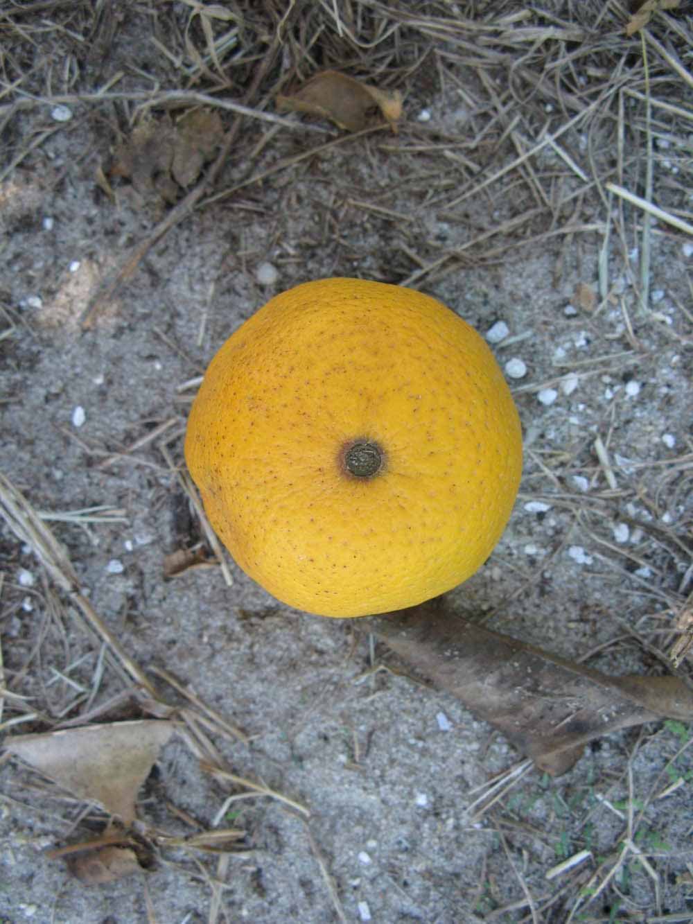            Fruit (Winter Haven, FL)   